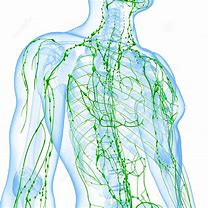 Lymphatic system Lymphatic system