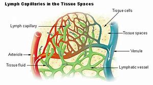 lymph system