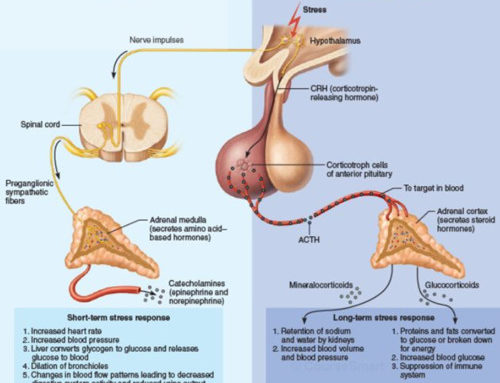 Fight or Flight VS Rest and Digest