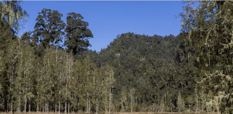Mangapepeke Valley Lot 6 - Hypnotherapy with Tony Yuile